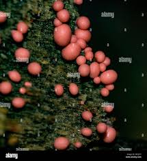 Attēlu rezultāti vaicājumam “Lycogala conicum young”