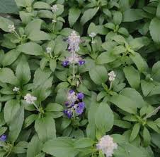 Image result for Salvia splendens
