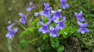 Attēlu rezultāti vaicājumam “Viola riviniana flower”