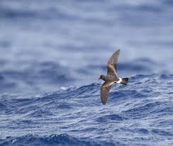 Image result for Oceanodroma castro