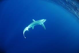 Image result for Alopias vulpinus