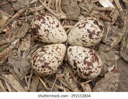 Attēlu rezultāti vaicājumam “Gallinago gallinago eggs”