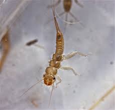 Attēlu rezultāti vaicājumam “Petractis sp.”