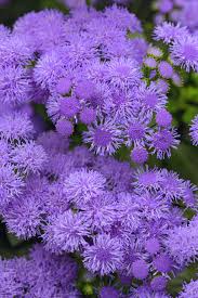 Image result for Ageratum houstonianum