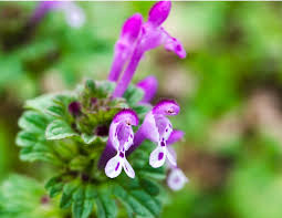 Attēlu rezultāti vaicājumam “Lamium amplexicaule”