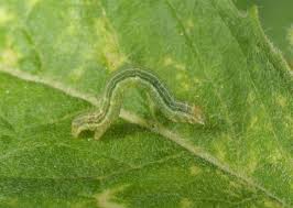 Attēlu rezultāti vaicājumam “Pseudopanthera macularia”