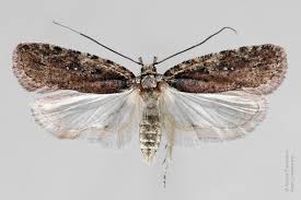 Attēlu rezultāti vaicājumam “Agonopterix ciliella imago”