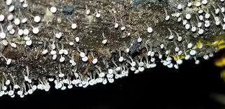 Attēlu rezultāti vaicājumam “Didymium clavus”