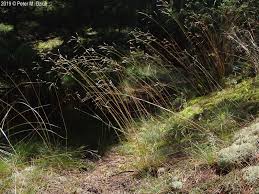 Attēlu rezultāti vaicājumam “Deschampsia flexuosa bud”