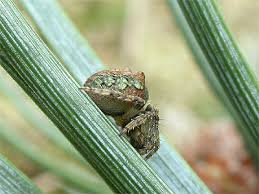 Attēlu rezultāti vaicājumam “Gibbaranea gibbosa”