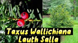 Attēlu rezultāti vaicājumam “Taxus wallichiana”