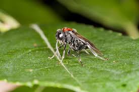 Attēlu rezultāti vaicājumam “Eriocampa ovata”