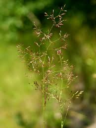 Attēlu rezultāti vaicājumam “Agrostis capillaris”
