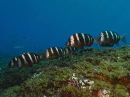 Image result for Diplodus cervinus