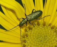 Attēlu rezultāti vaicājumam “Chrysanthia viridissima”