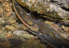 Image result for Catostomus commersonii