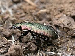 Attēlu rezultāti vaicājumam “Poecilus versicolor”