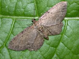 Attēlu rezultāti vaicājumam “Anticollix sparsata”