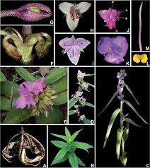 Attēlu rezultāti vaicājumam “Commelinaceae”