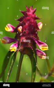 Attēlu rezultāti vaicājumam “Melampyrum cristatum”