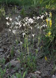 Attēlu rezultāti vaicājumam “Silene nutans”