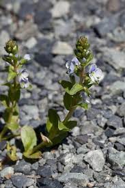 Attēlu rezultāti vaicājumam “Veronica serpyllifolia leaf”
