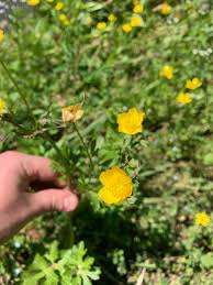 Attēlu rezultāti vaicājumam “Ranunculus bulbosus”