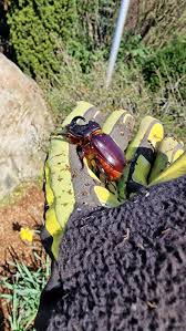 Attēlu rezultāti vaicājumam “Oryctes nasicornis male”