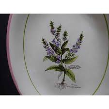 Attēlu rezultāti vaicājumam “Veronica anagallis-aquatica fruit”