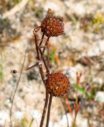 Attēlu rezultāti vaicājumam “Sagittaria sagittifolia fruit”