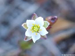 Attēlu rezultāti vaicājumam “Spergula morisonii”