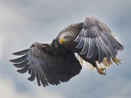 Image result for Haliaeetus albicilla