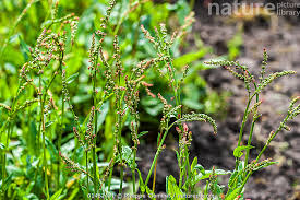 Attēlu rezultāti vaicājumam “Rumex acetosa flower”