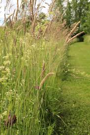 Attēlu rezultāti vaicājumam “Holcus mollis”