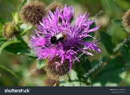 Attēlu rezultāti vaicājumam “Centaurea phrygia bud”