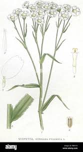 Attēlu rezultāti vaicājumam “Achillea ptarmica leaf”