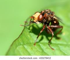 Attēlu rezultāti vaicājumam “Sicus ferrugineus”