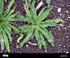 Attēlu rezultāti vaicājumam “Echium vulgare leaf”