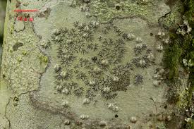 Attēlu rezultāti vaicājumam “Phaeographis dendritica”