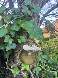 Attēlu rezultāti vaicājumam “Pholiota heteroclita”