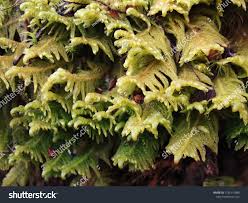 Attēlu rezultāti vaicājumam “Ptilium crista-castrensis”