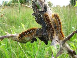 Attēlu rezultāti vaicājumam “Eriogaster lanestris”