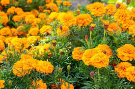 Attēlu rezultāti vaicājumam “Tagetes”