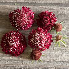 Attēlu rezultāti vaicājumam “Centaurea scabiosa fruit”