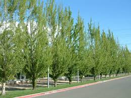 Attēlu rezultāti vaicājumam “Populus nigra Italica leaf”