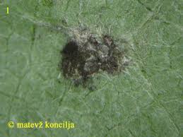 Attēlu rezultāti vaicājumam “Didymium tussilaginis macro”