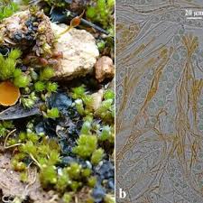 Attēlu rezultāti vaicājumam “Eocronartium muscicola”