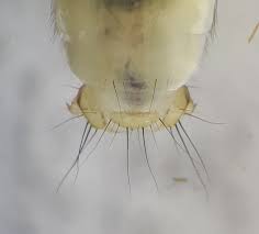 Attēlu rezultāti vaicājumam “Chaetopteryx villosa”