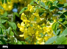 Attēlu rezultāti vaicājumam “Laburnum anagyroides flower”