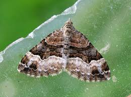 Attēlu rezultāti vaicājumam “Xanthorhoe biriviata”